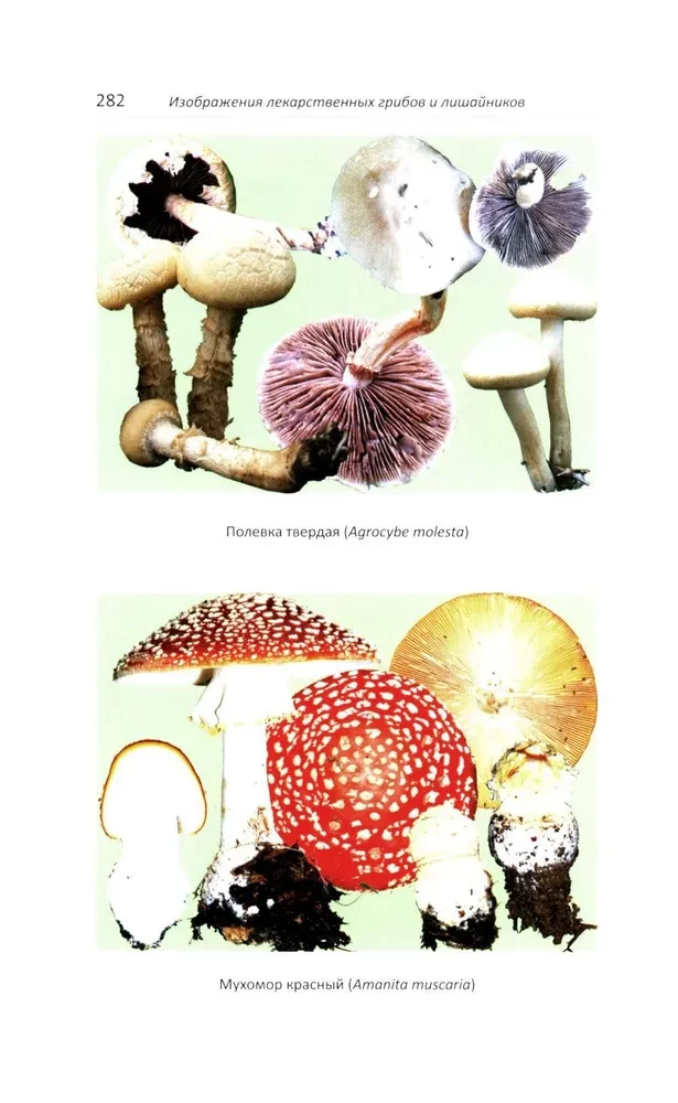 Lecznicze grzyby Rosji