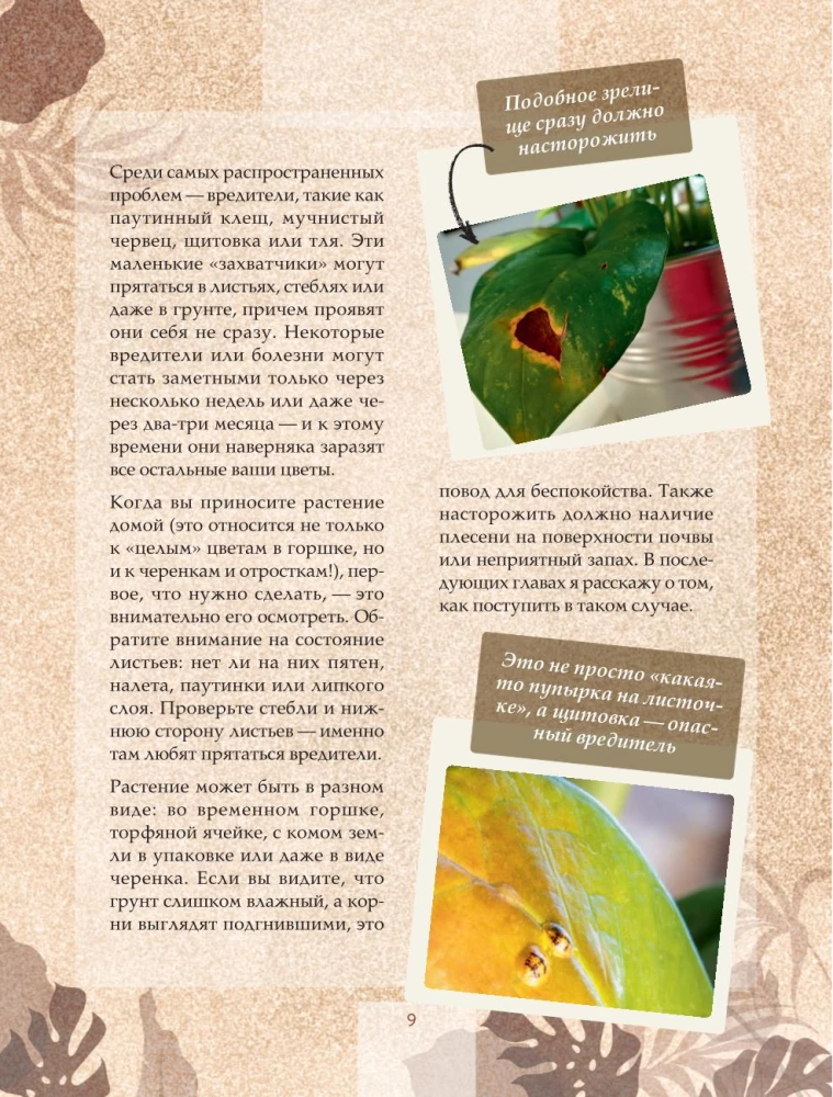 Zielony pokój. Jak zostać władcą domowych dżungli