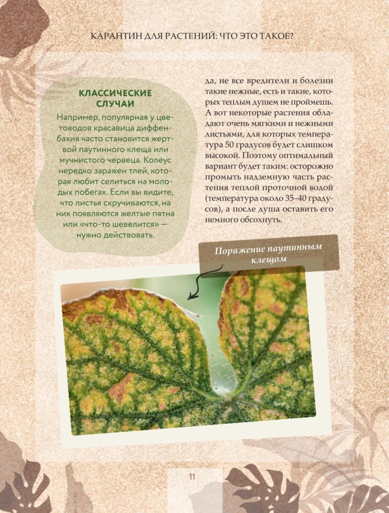 Zielony pokój. Jak zostać władcą domowych dżungli