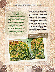 Zielony pokój. Jak zostać władcą domowych dżungli