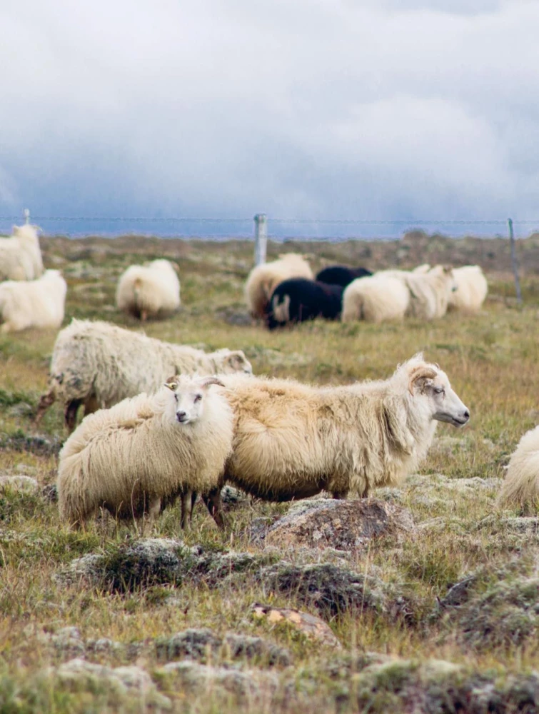LOPAPEJSA od A do Z. Pełne, krok po kroku, przewodnik po robieniu prawdziwego islandzkiego swetra