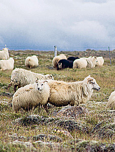 LOPAPEJSA od A do Z. Pełne, krok po kroku, przewodnik po robieniu prawdziwego islandzkiego swetra