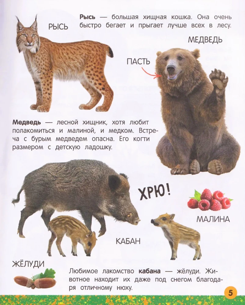 My Big Book About Animals