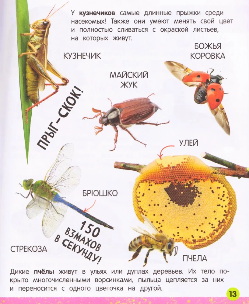 My Big Book About Animals