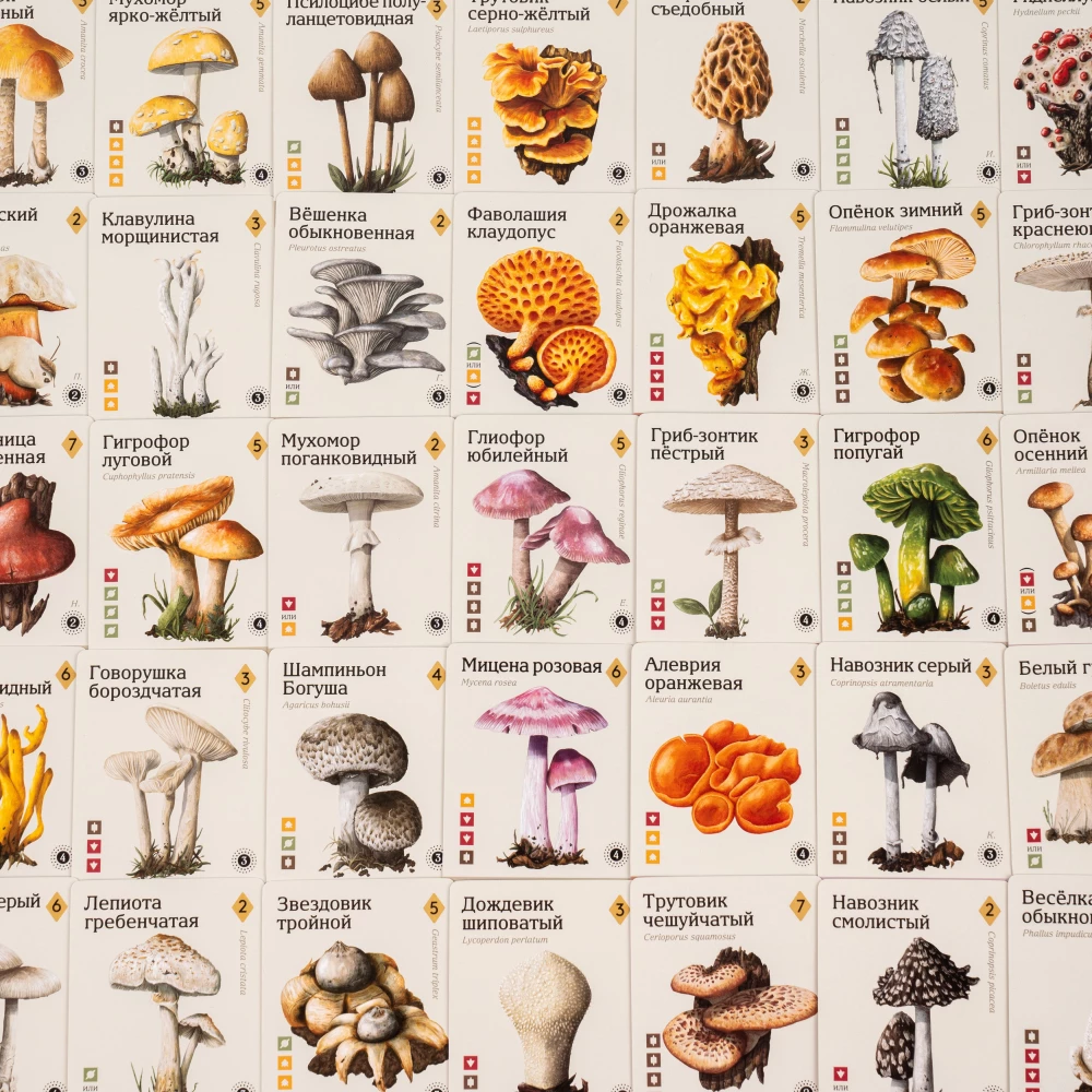 Stalo žaidimas - Micelijus