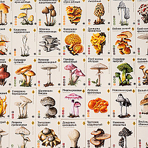 Stalo žaidimas - Micelijus