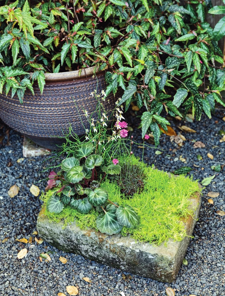 The Magic of Container Gardening: Floral Design for Terraces, Verandas, Balconies, Patios, and Small Gardens