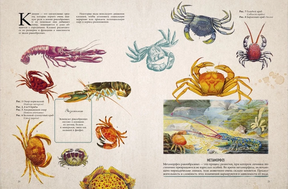 Amazing Encyclopedias. Marine Treasures