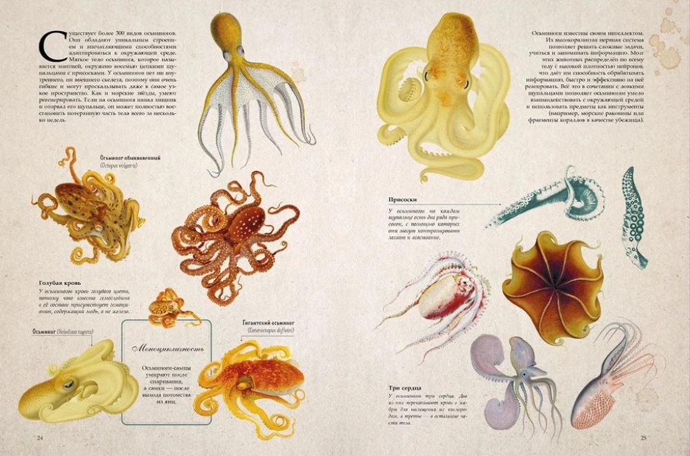 Amazing Encyclopedias. Marine Treasures