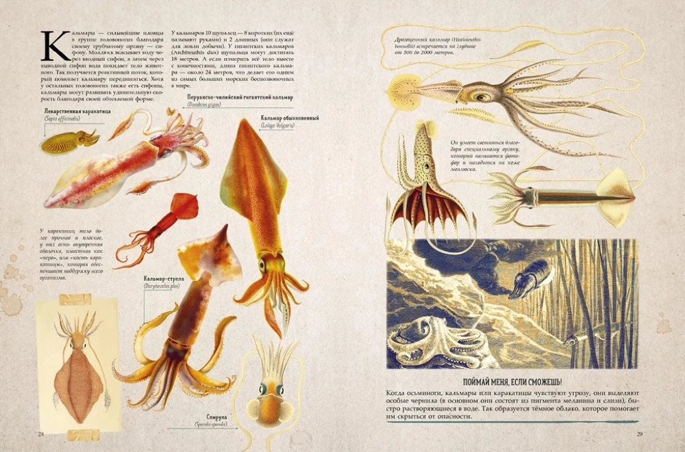 Amazing Encyclopedias. Marine Treasures