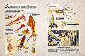 Amazing Encyclopedias. Marine Treasures