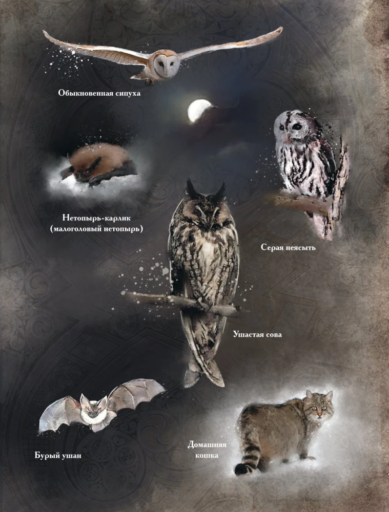 Herbology of the Middle Ages. Miraculous Plants, Ancient Recipes, and Incomprehensible Secrets of Herbs