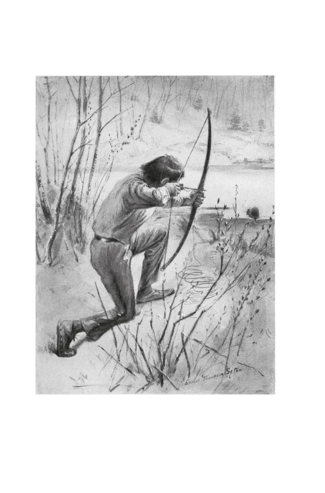 Rolf w lasach. Leśne opowieści