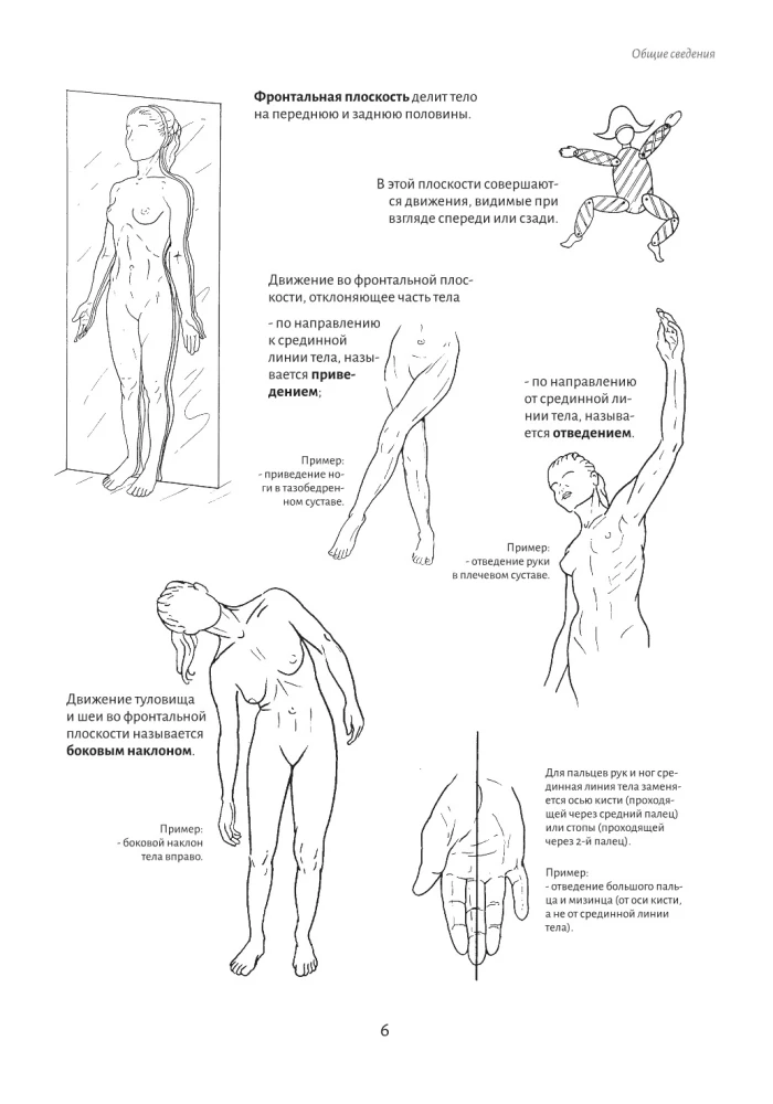 Anatomie der Bewegung: der menschliche Körper