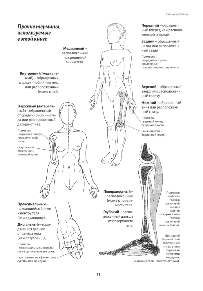 Anatomie der Bewegung: der menschliche Körper