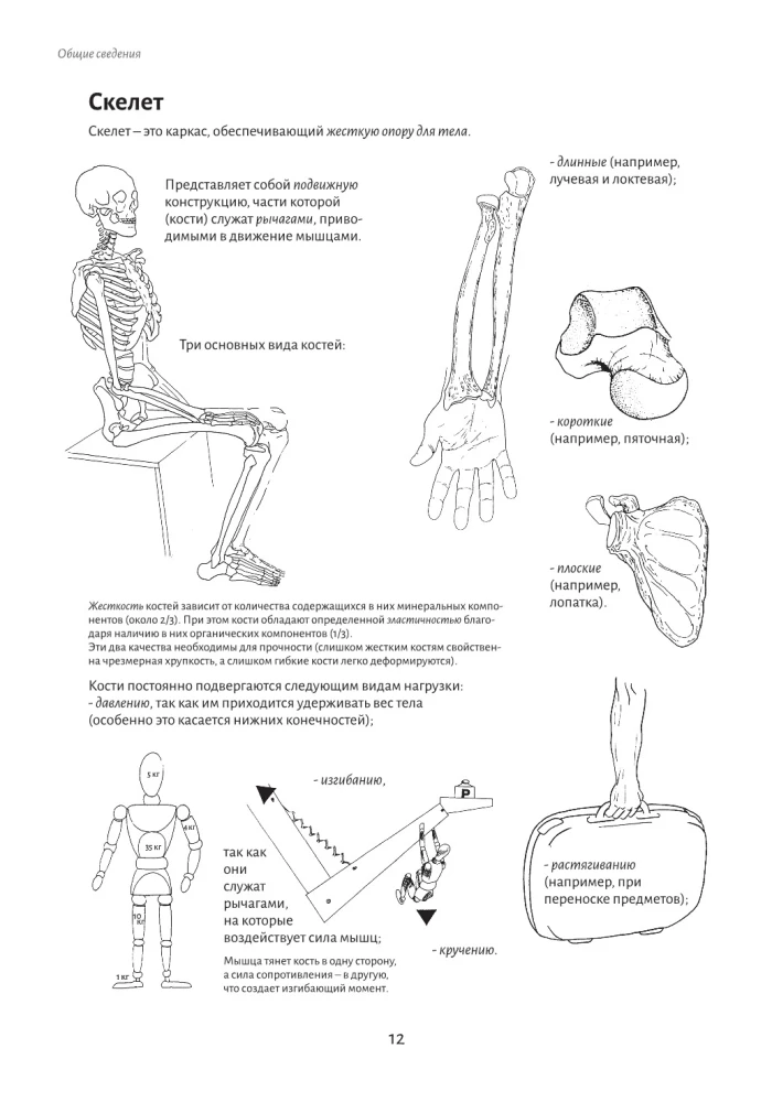 Anatomie der Bewegung: der menschliche Körper