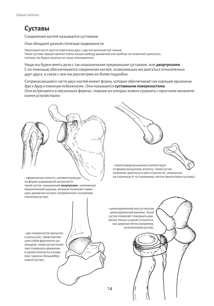 Anatomie der Bewegung: der menschliche Körper