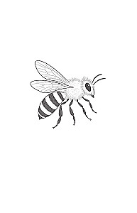 Beekeeping. Apiary. Practical Guide for Beginning Beekeepers