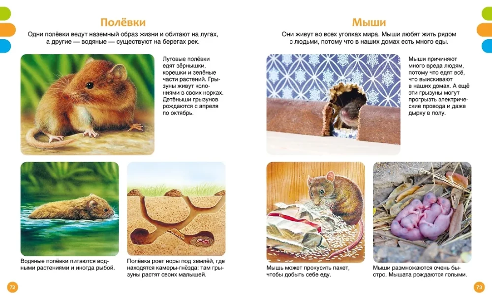Tiny Animals