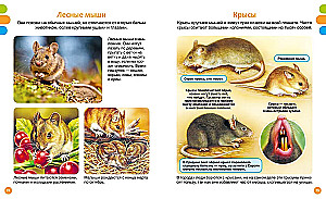 Tiny Animals