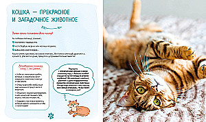 Ich und meine Katze. Wie man das Haustier versteht und sein Freund wird