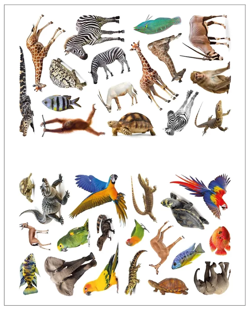 Fotoplstiki. W Afryce