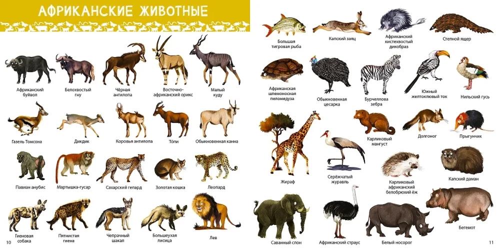 1000 Pictures. Animals of the World