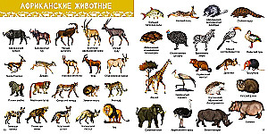 1000 Pictures. Animals of the World