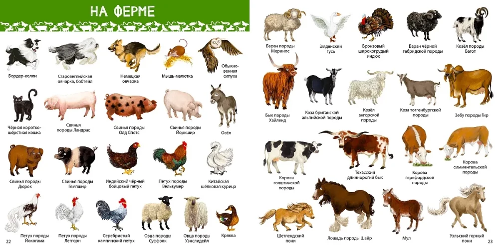 1000 Pictures. Animals of the World