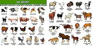 1000 Pictures. Animals of the World