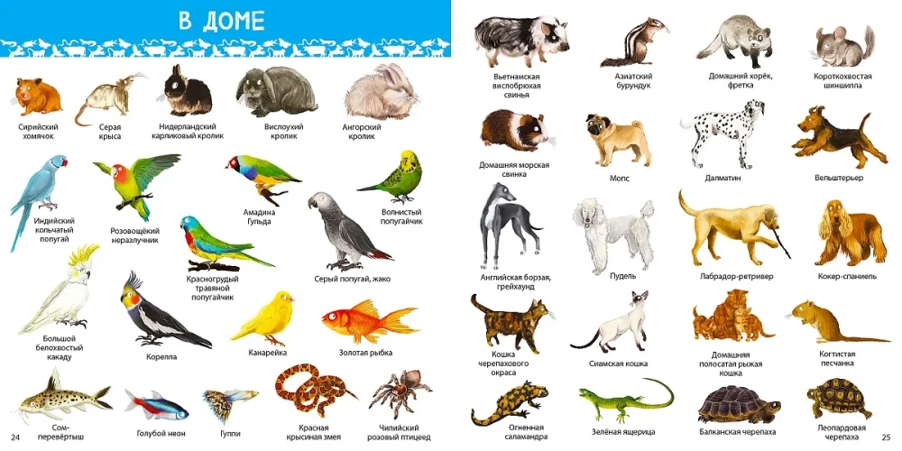 1000 Pictures. Animals of the World