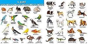 1000 Pictures. Animals of the World