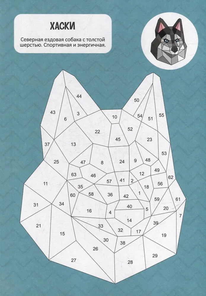 Раскрась по номерам. Собаки