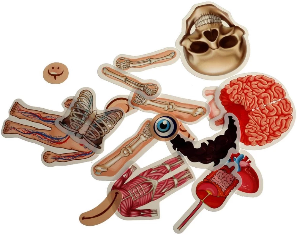 IQ-липучки из пластика - Тело человека