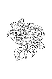 Einzigartige Blumen. Anti-Stress Ausmalbuch mit Spiralbindung