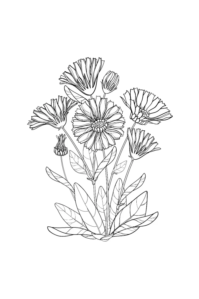 Einzigartige Blumen. Anti-Stress Ausmalbuch mit Spiralbindung