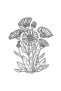 Einzigartige Blumen. Anti-Stress Ausmalbuch mit Spiralbindung