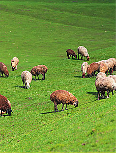 Кухня народов России. Живое тепло кулинарных традиций