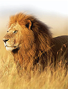 100 thousand why for every day. Nature