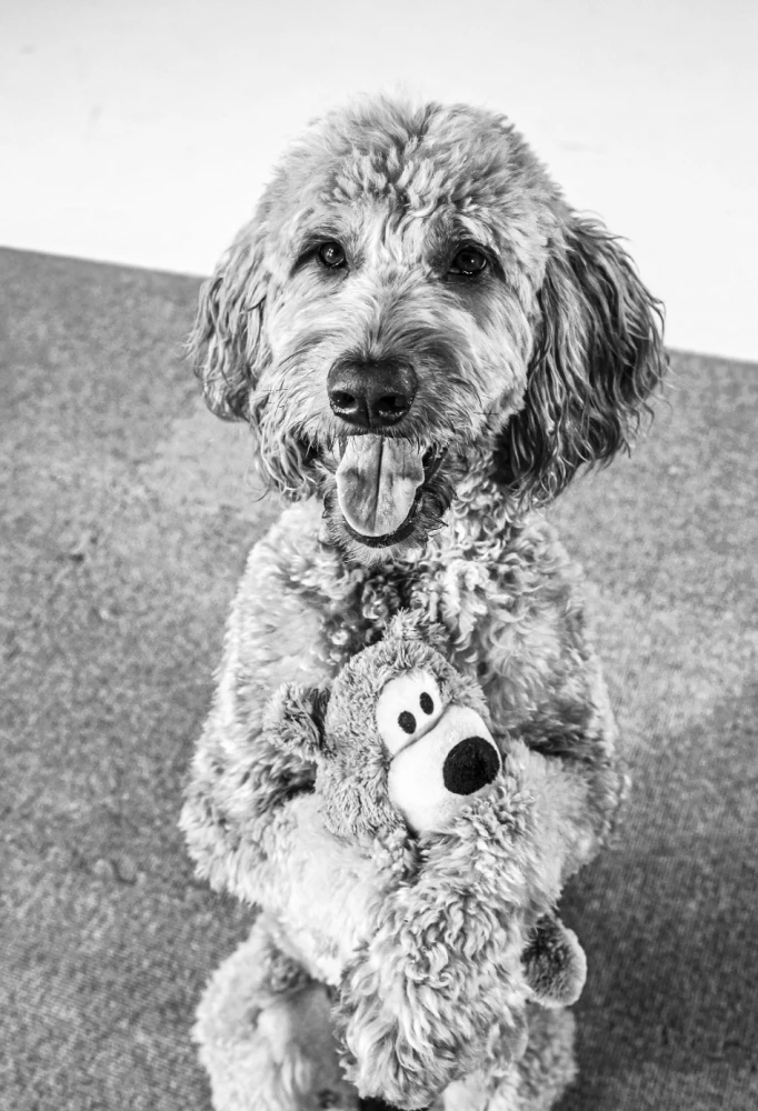 The Dog Who Can Do It All: A Step-by-Step Guide to 118 Amazing Tricks