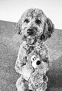 The Dog Who Can Do It All: A Step-by-Step Guide to 118 Amazing Tricks