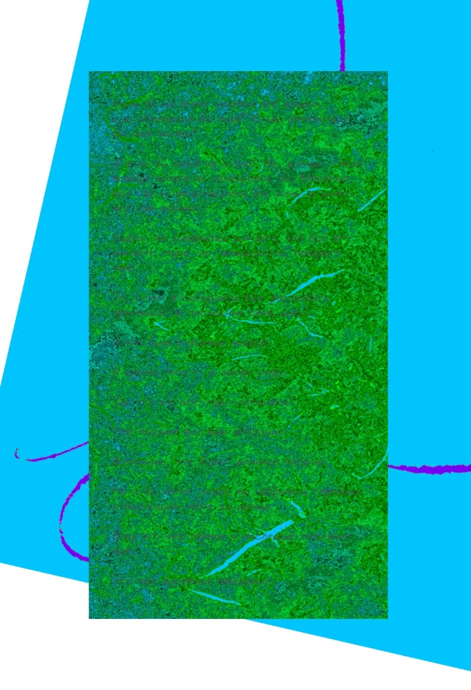 If All the Cats in the World Disappear. Exclusive Edition with Color Illustrations