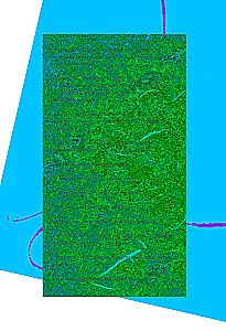 If All the Cats in the World Disappear. Exclusive Edition with Color Illustrations