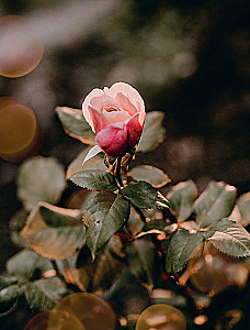 Язык любви цветов: флориография и букеты, говорящие о чувствах