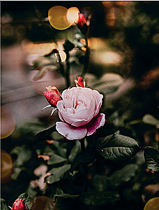 Язык любви цветов: флориография и букеты, говорящие о чувствах