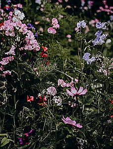 Язык любви цветов: флориография и букеты, говорящие о чувствах