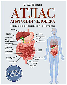Atlas of Human Anatomy. Digestive System