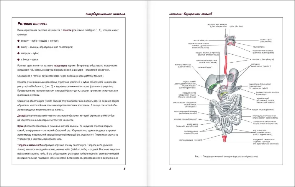Atlas of Human Anatomy. Digestive System