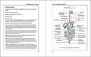 Atlas of Human Anatomy. Digestive System