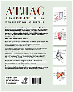 Atlas of Human Anatomy. Digestive System